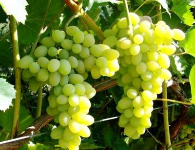Ученые рассказали, от какой смертельной болезни может спасти виноград